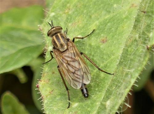 Thereva sp.